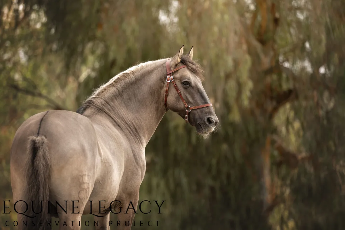 Characteristics of dun