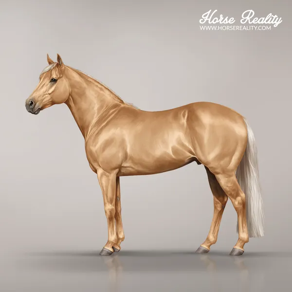 Palomino